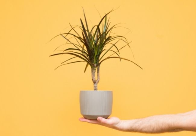 como adubar dracena