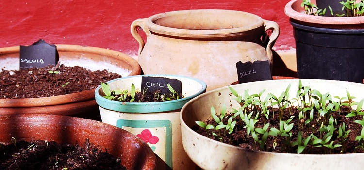 adubo químico para plantas