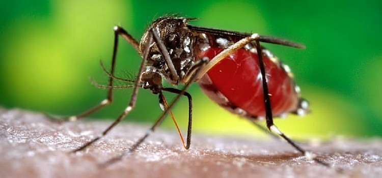 insetos perigosos Brasil aedes aegypti