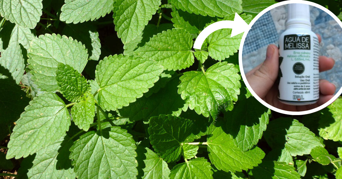 Água de melissa: saiba para que serve e com usar