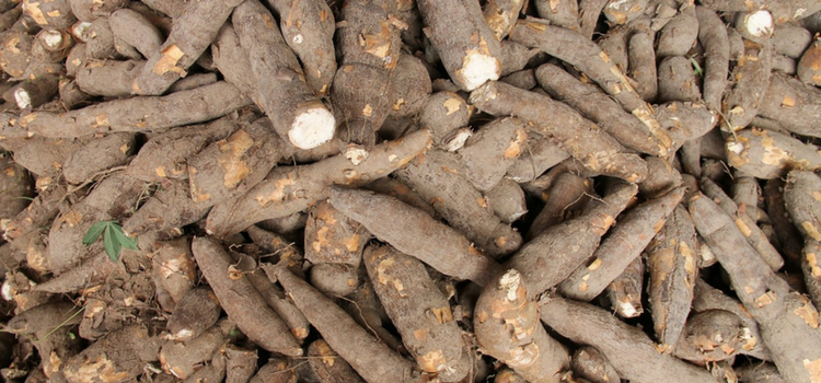 consumir aipim safra de julho