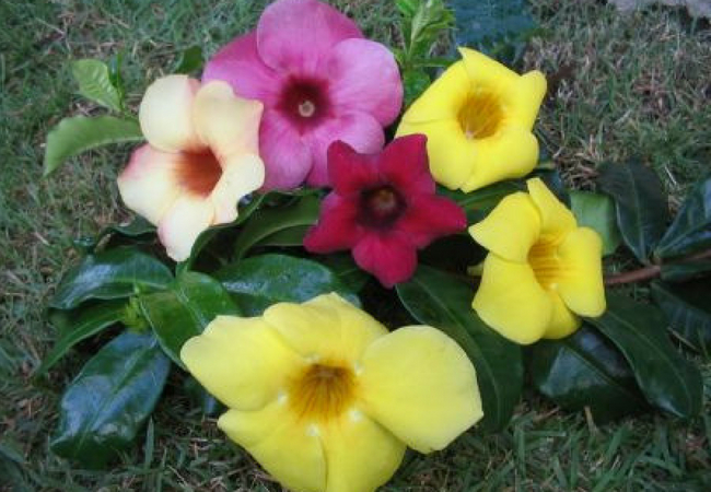 flor brasileira alamanda