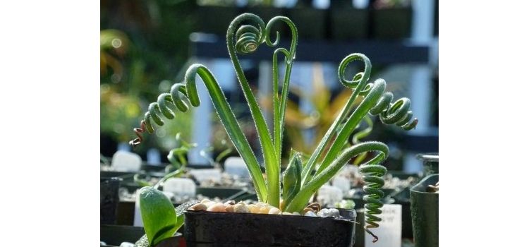 espirais albuca cuidados