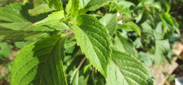 alfavaca benefícios para a saúde