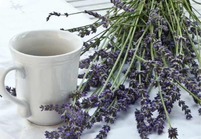 Plantas que trazem prosperidade para casa - alfazema vaso