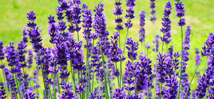 lavanda para repelir insetos