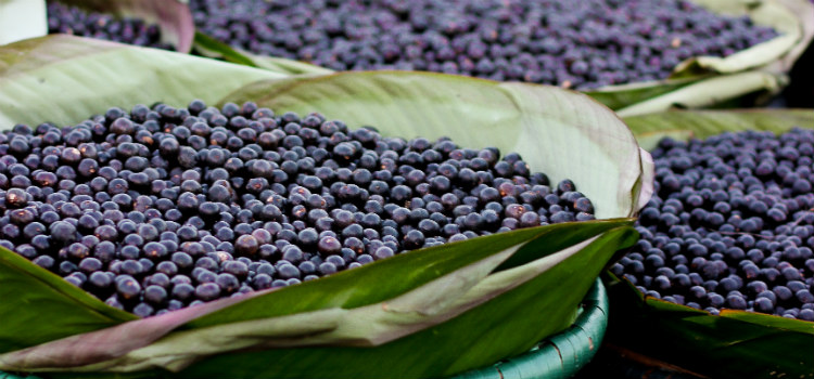 alimentos energéticos açaí