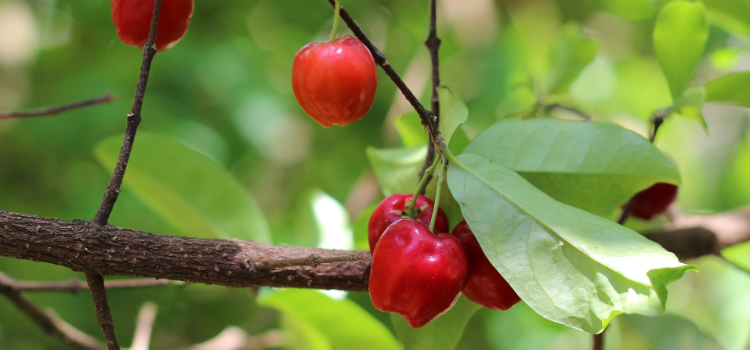 alimentos para a menopausa vitamina C