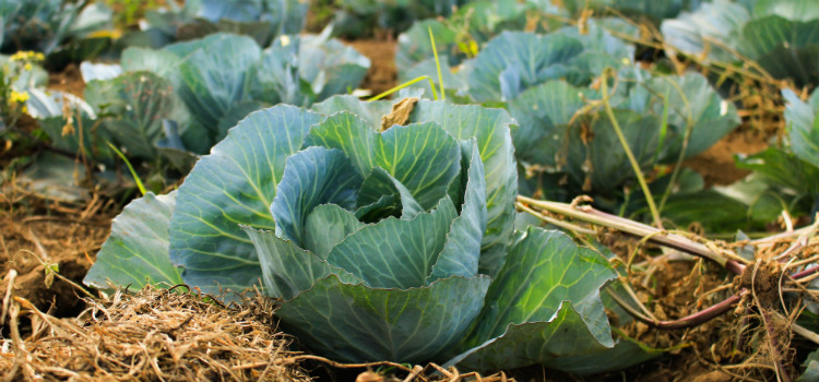 alimentos que aliviam a dor de cabeça couve