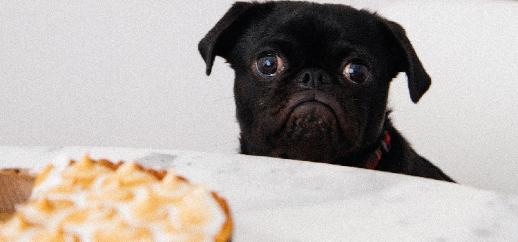 alimentos que cães não podem comer