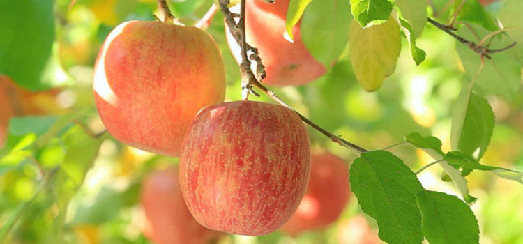 alimentos que saciam