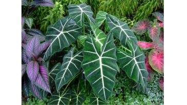 como cuidar de alocasia