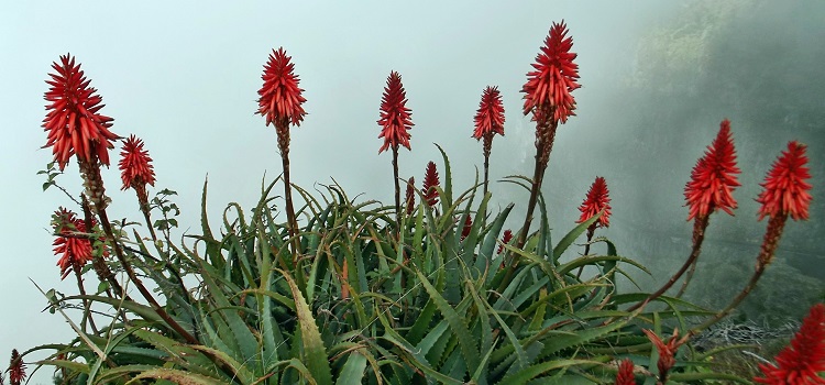 aloe arborescens