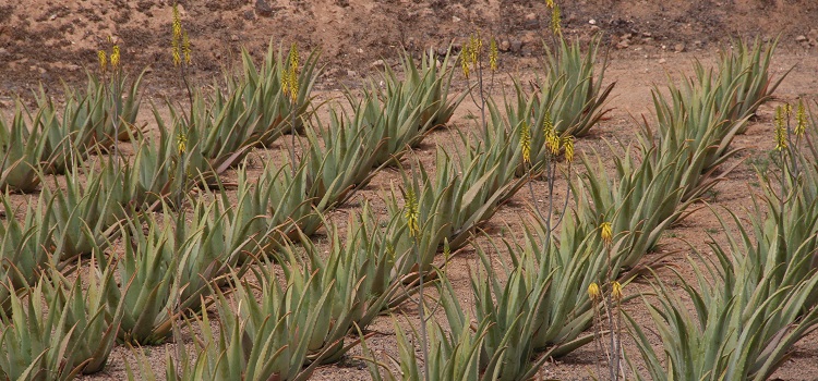 aloe vera