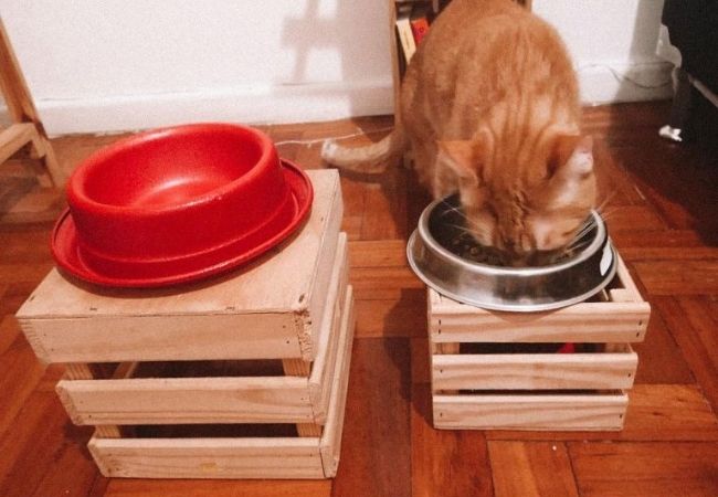 caixote comida gato