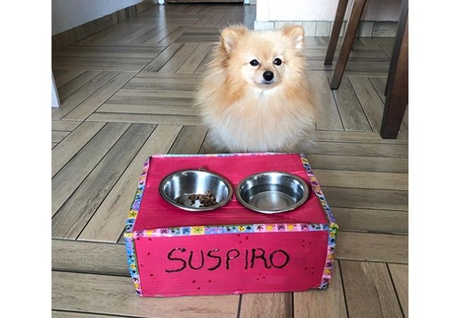 caixa simples comedouro cachorro