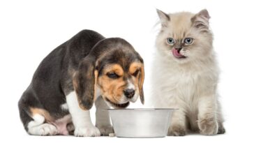 altura correta do comedouro para pets