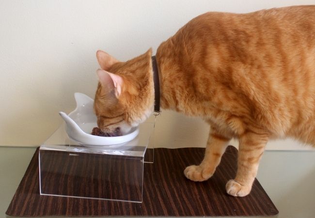 comedouro cerâmica gatos