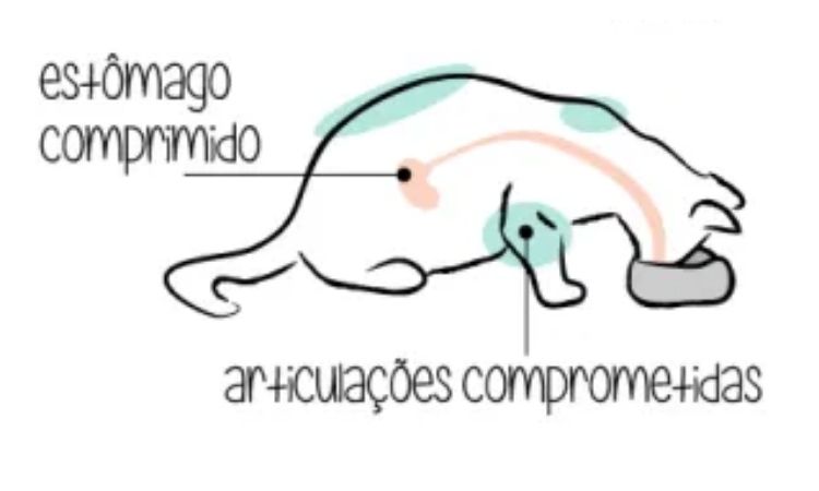 altura errada comedouro gato