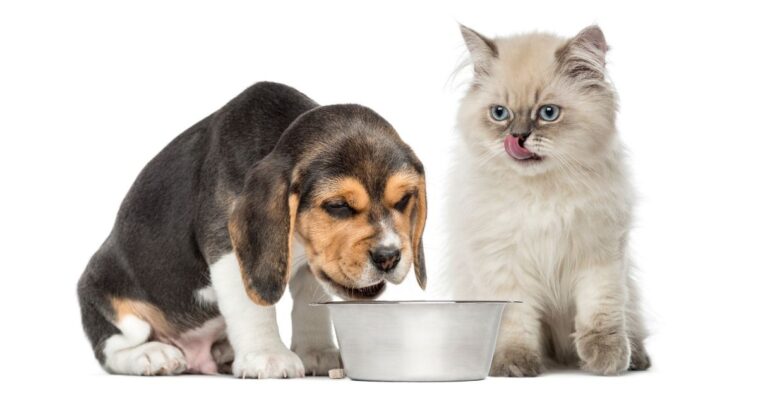 altura correta do comedouro para pets