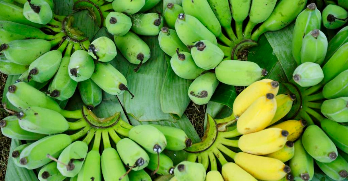 Como amadurecer bananas de forma mais rápida
