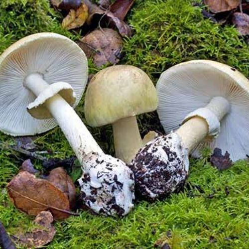cogumelo amanita phalloides venenoso