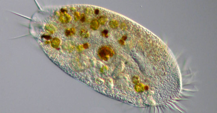 ameba que come cerebro