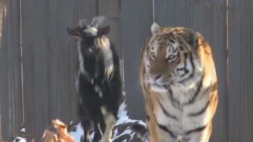 amizade entre um tigre e uma cabra