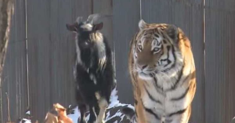 amizade entre um tigre e uma cabra
