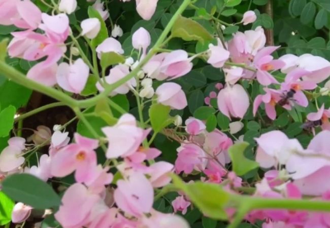 plantas para cerca viva amor-agarradinho