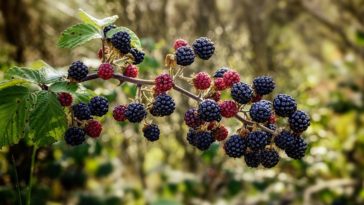 amora para menopausa