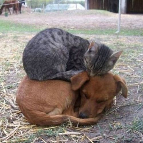 os animais amigos cão e gato