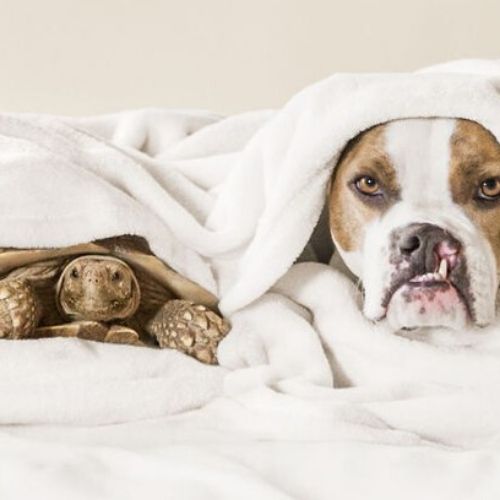 os animais amigos cão e tartaruga