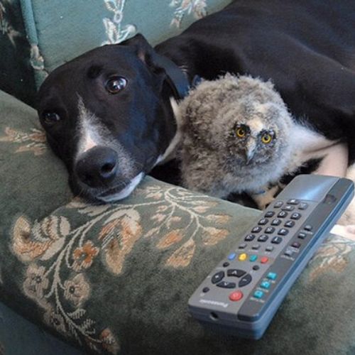 os animais amigos cão e coruja