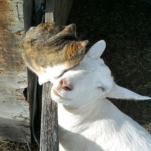 os animais amigos gato e cabra