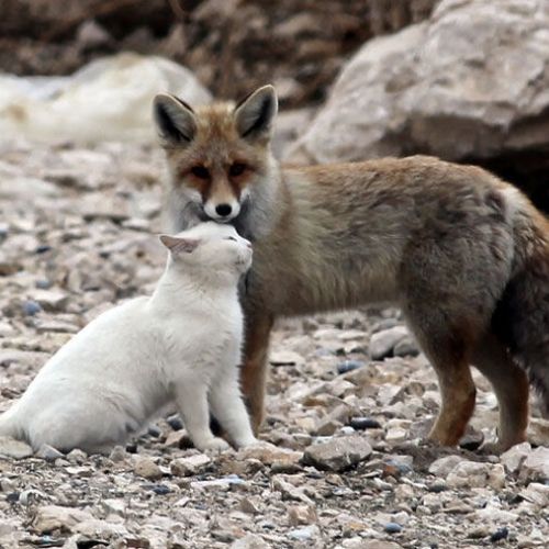 os animais amigos gato e raposa