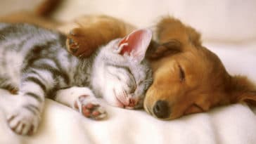 animais de estimação para crianças