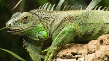 animais exóticos domésticos