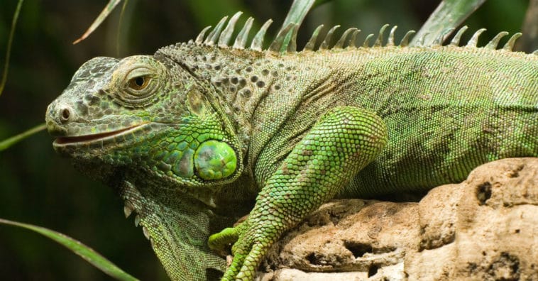 animais exóticos domésticos