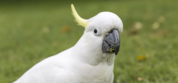 animais exóticos domésticos e cacatua