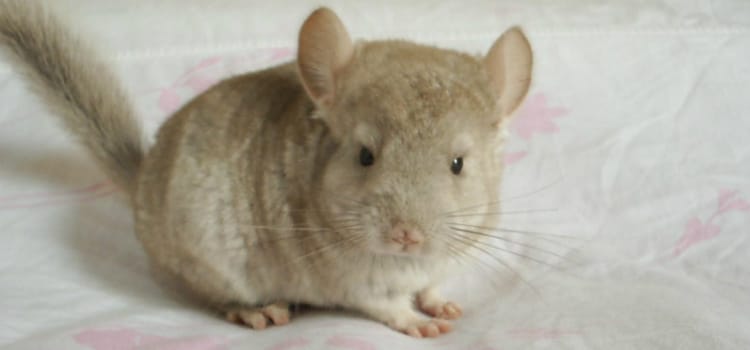 animais exóticos domésticos e chinchila