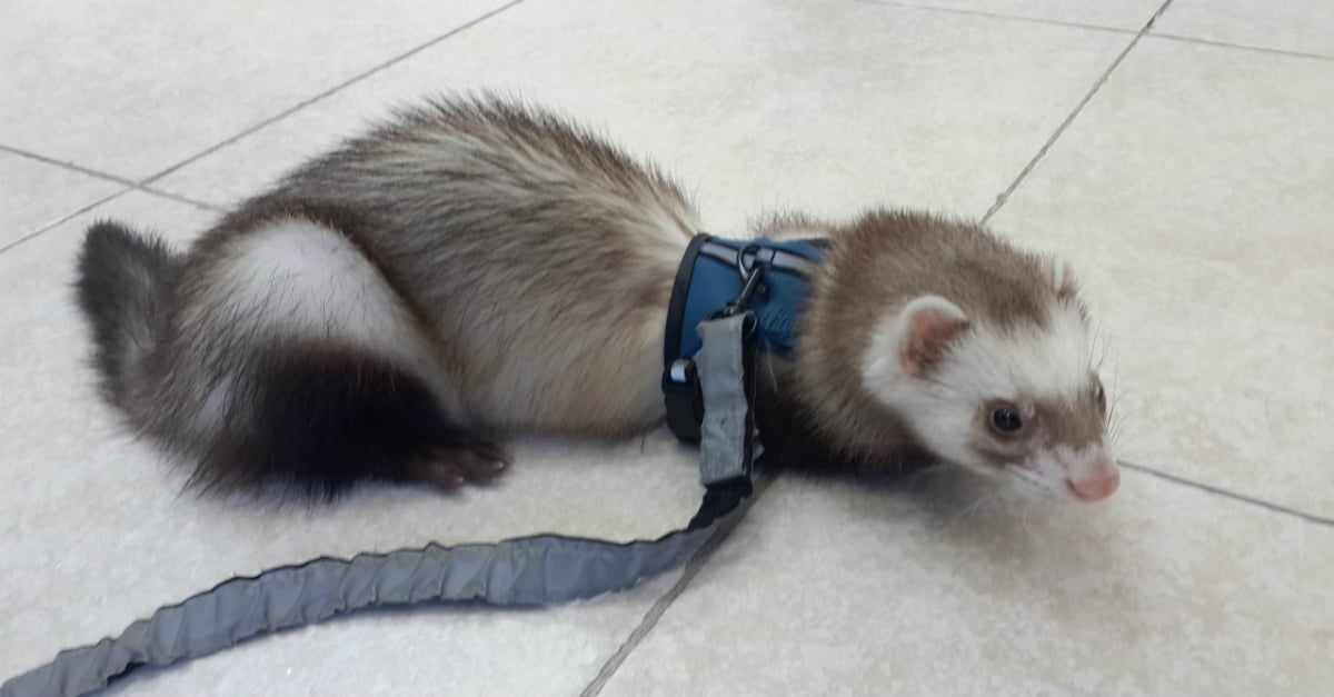 animais exóticos domésticos e furão