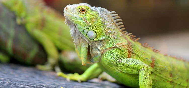 animais exóticos domésticos e iguana
