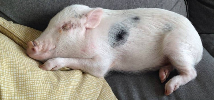 animais exóticos domésticos e mini pig