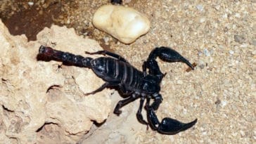 acidentes com animais peçonhentos