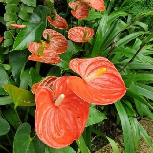 antúrio flor alaranjada