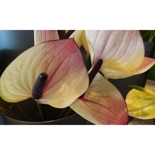 antúrio flor mesclada