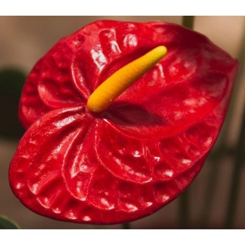 flor antúrio vermelho