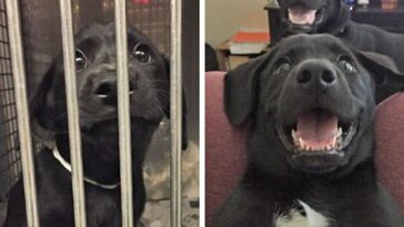 antes e depois de cães adotados