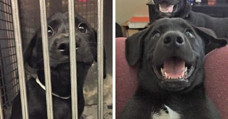 antes e depois de cães adotados